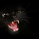 Illustration for article titled Kittens and Biting